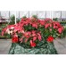 Jingle Bell Poinsettia